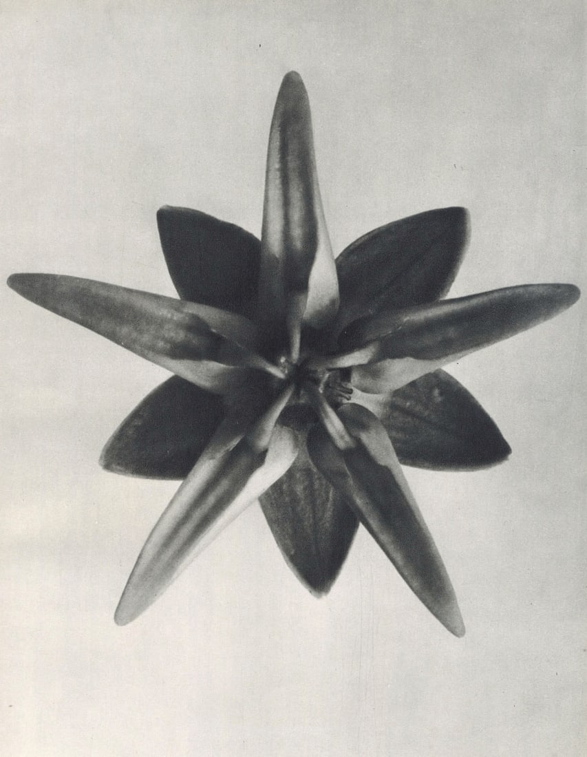 KARL BLOSSFELDT - Ascelepias speciosa: Artist: KARL BLOSSFELDT Print Title: Ascelepias speciosa Medium: Sheet-fed Gravure Printing Date: 1929 Printed in Germany Image Size approx: 10 X 7.75 inches Karl Blossfeldt (1865-1932) was a German