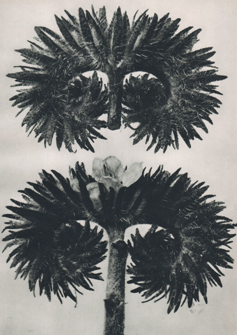 KARL BLOSSFELDT - Phacelia tanacetifolia: Artist: KARL BLOSSFELDT Print Title: Phacelia tanacetifolia Medium: Sheet-fed Gravure Printing Date: 1920's Printed in Germany Image Size approx: 10 X 7.75 inches Karl Blossfeldt (1865-1932) was a
