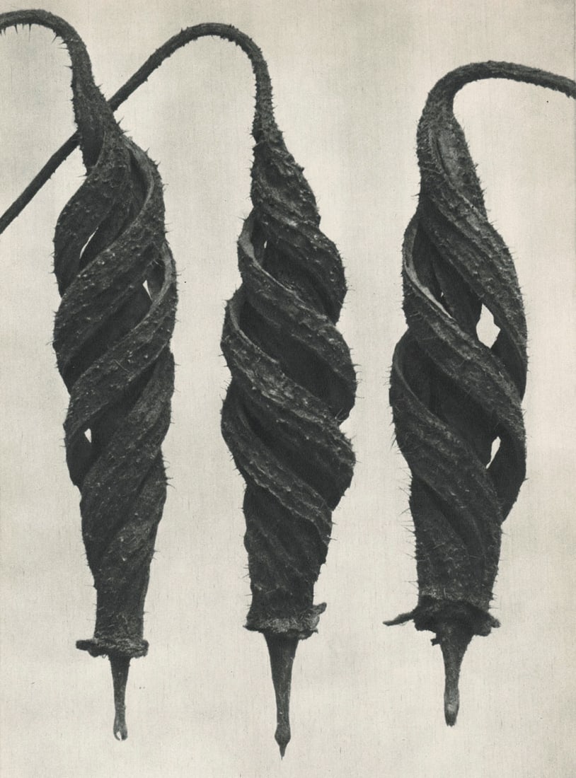 KARL BLOSSFELDT - Cajophora lateritia, Loasaceae: Artist: KARL BLOSSFELDT Print Title: Cajophora lateritia, Loasaceae Medium: Sheet-fed Gravure Printing Date: 1920's Printed in Germany Image Size approx: 10 X 7.5 inches Karl Blossfeldt (1865-1932)