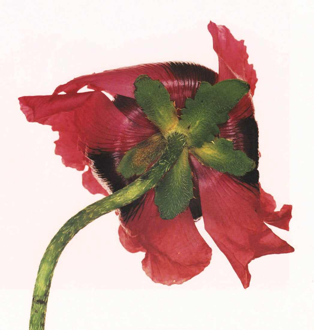 IRVING PENN - Single Oriental Poppy, NY, 1968: Artist: IRVING PENN Print Title: Single Oriental Poppy, NY, 1968 Medium: Photolithograph Printed 1990’s in the US Image size (inches) approx. 9 x 8.5” Irving Penn was an American
