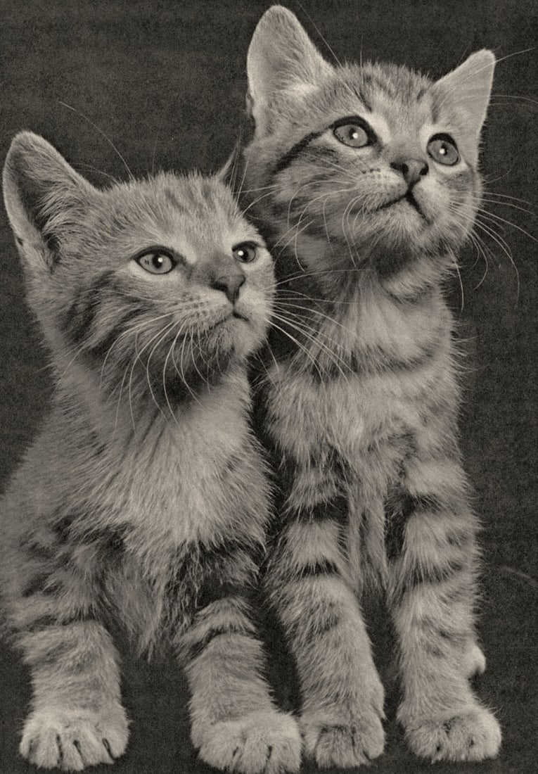 YLLA - Kittens, c.1950: Artist: YLLA Print Title: Kittens, c.1950 Medium: Authentic Vintage Sheet Sheet Fed Gravure Printed 1950’s in the UK Image size (inches) approx.10 x 8” Ylla (1911–1955) was a