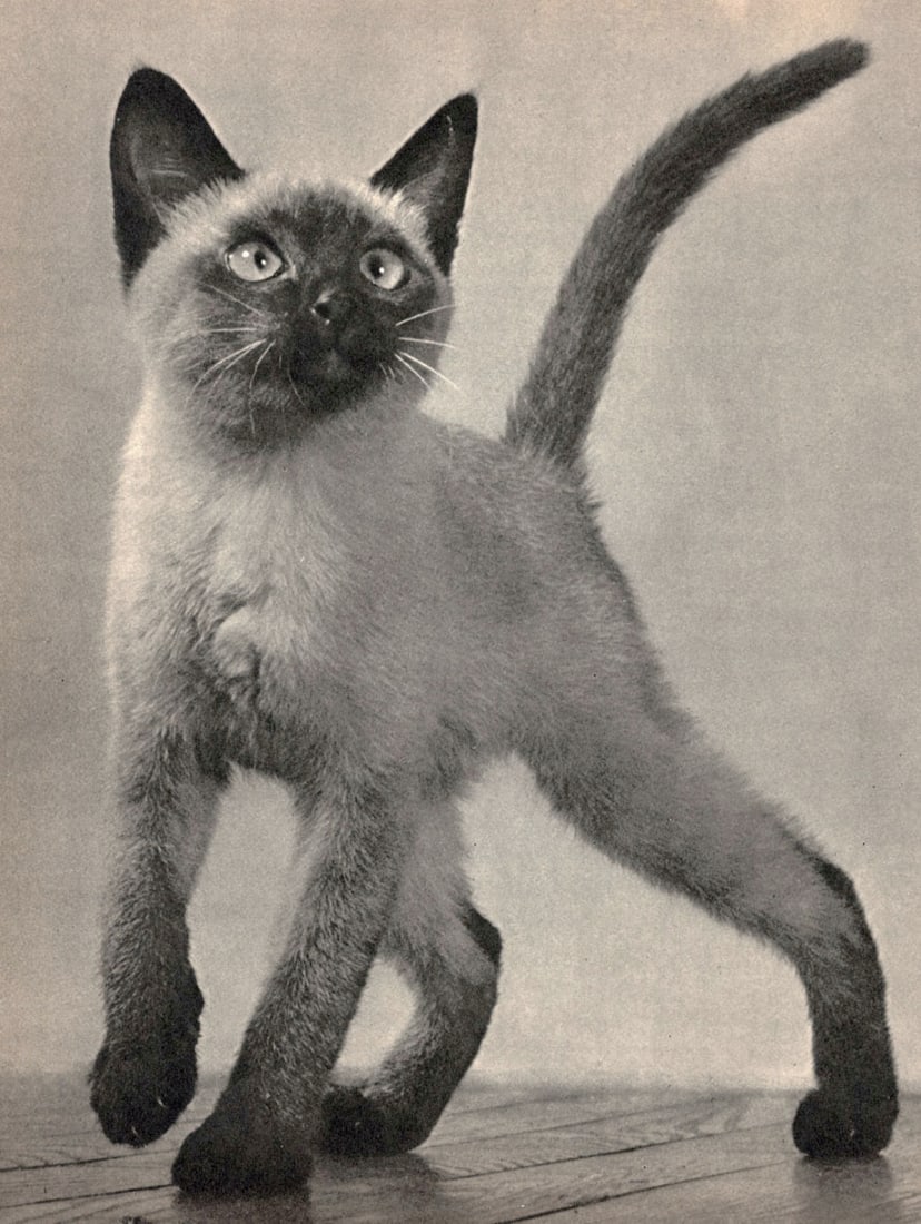 YLLA - Siamese Kitten, c.1950: Artist: YLLA Print Title: Siamese Kitten, c.1950 Medium: Authentic Vintage Sheet Sheet Fed Gravure Printed 1950’s in the UK Image size (inches) approx.10 x 8” Ylla (1911–1955) was a