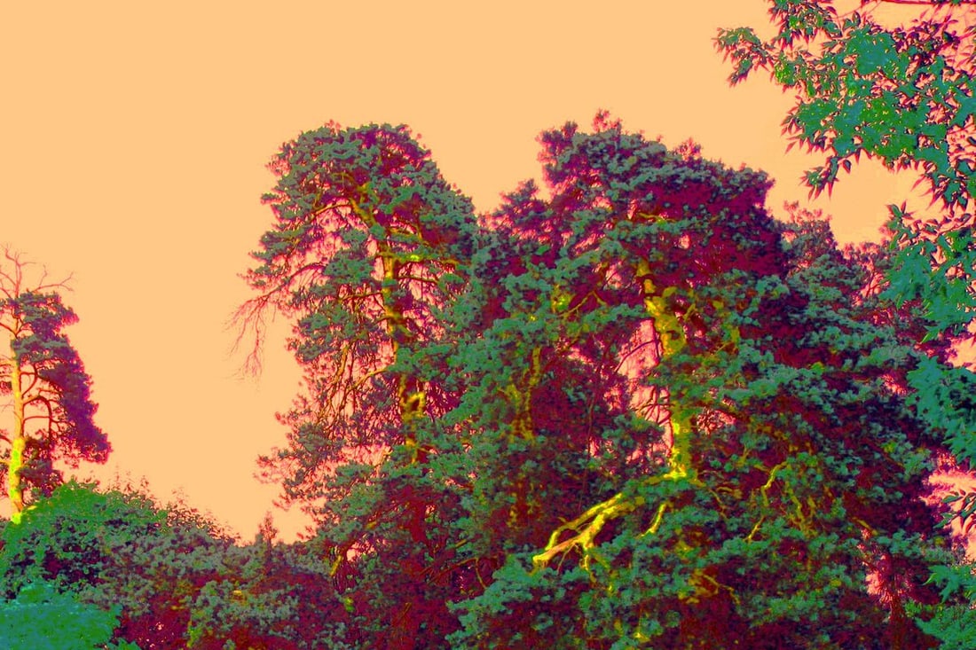 Oil painting Sunset in the forest Boris Serdyuk - 5