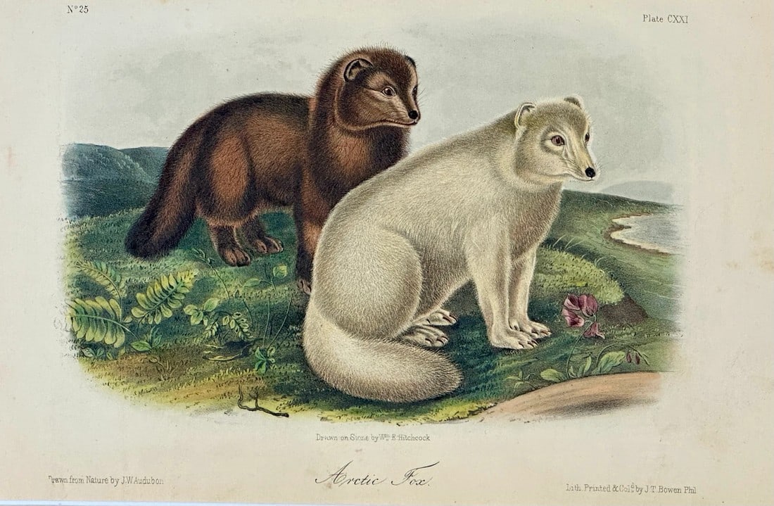 Artic Fox Original by John James Audubon, 1842 (1 of 4)