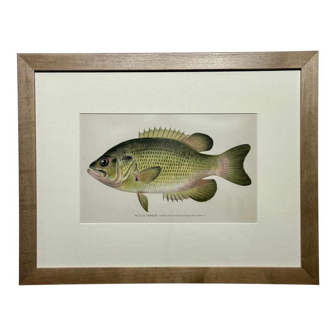 Rock Bass Fish, Original Framed Print by Denton, Circa 1903: Original chromolithograph of Rock Bass by Sherman Foote Denton for the New York Forest, Fish and Game Commission, 1903. Custom framed in a wood frame with UV-protectant glass. Dimensions: 13 3/4 x 17