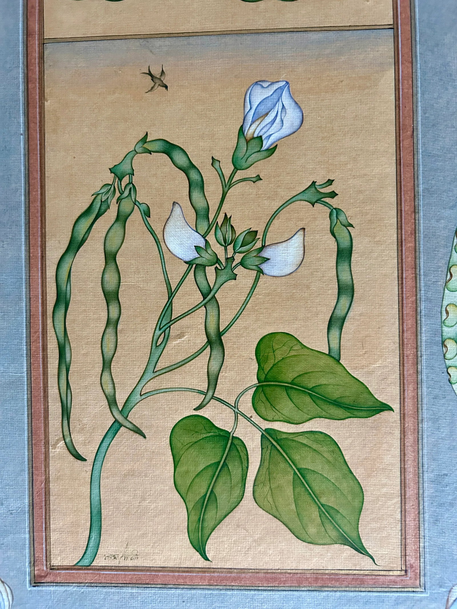 Mid 20th Century Vintage Indian Hand Painted Mughal Flower Painting of Pea Flower Plant - 3
