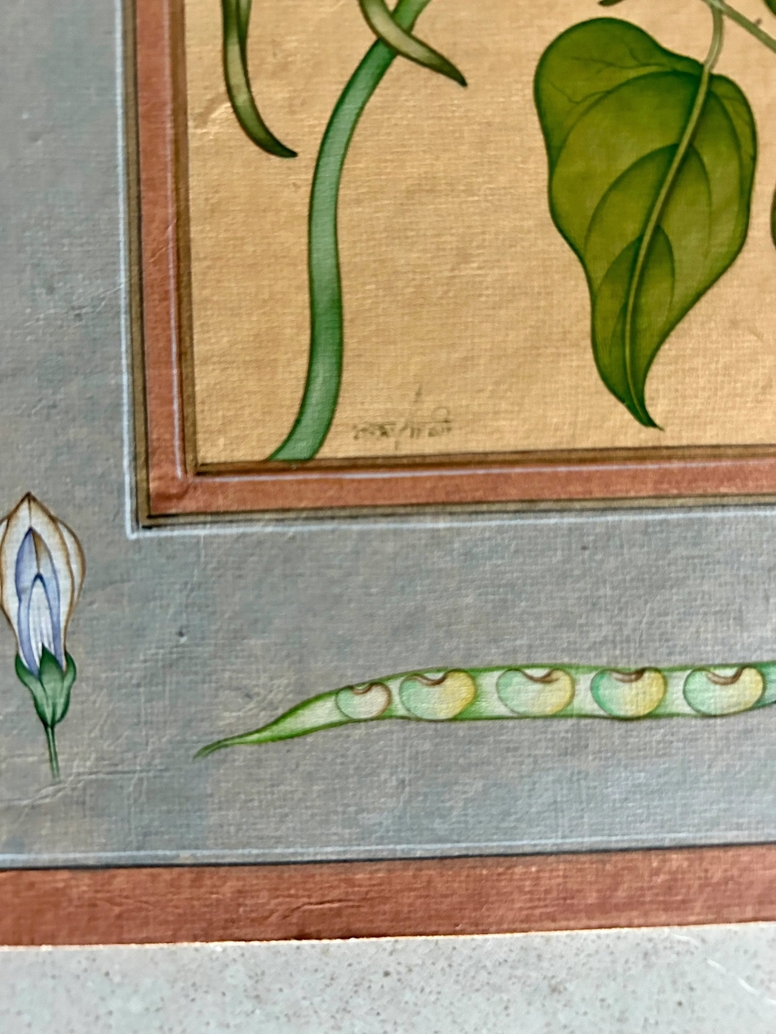 Mid 20th Century Vintage Indian Hand Painted Mughal Flower Painting of Pea Flower Plant - 5