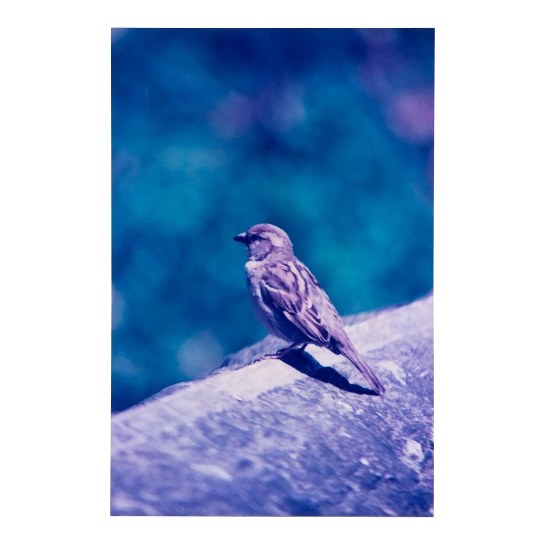 Original Signed James Sprouse "Bird" 1996 Color Photograph on Aluminum: Original Signed James Sprouse. BIRDS, 1996. Color photographs on aluminum. This piece would pair well with "CLOUDS" also available. Acquired at Clark's Fine Art & Auctioneers in 2024. Previously from