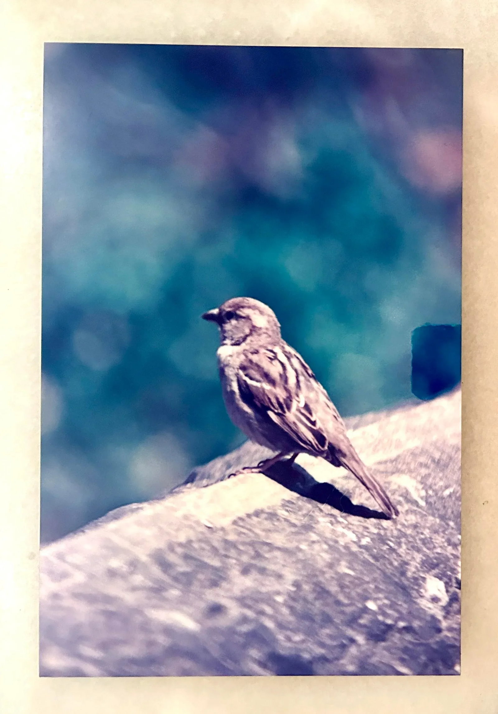 Original Signed James Sprouse "Bird" 1996 Color Photograph on Aluminum - 4