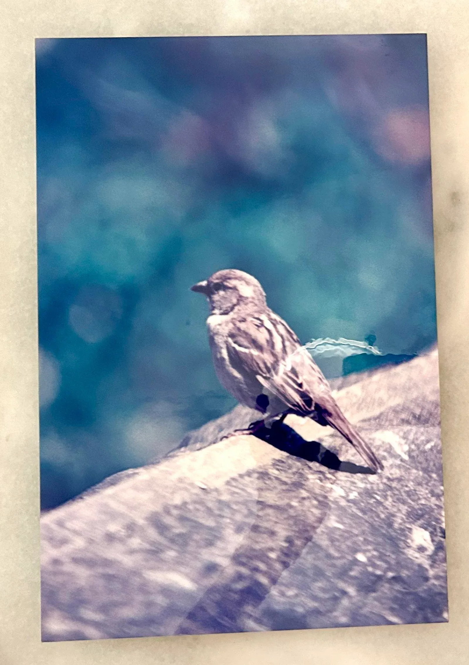 Original Signed James Sprouse "Bird" 1996 Color Photograph on Aluminum - 5