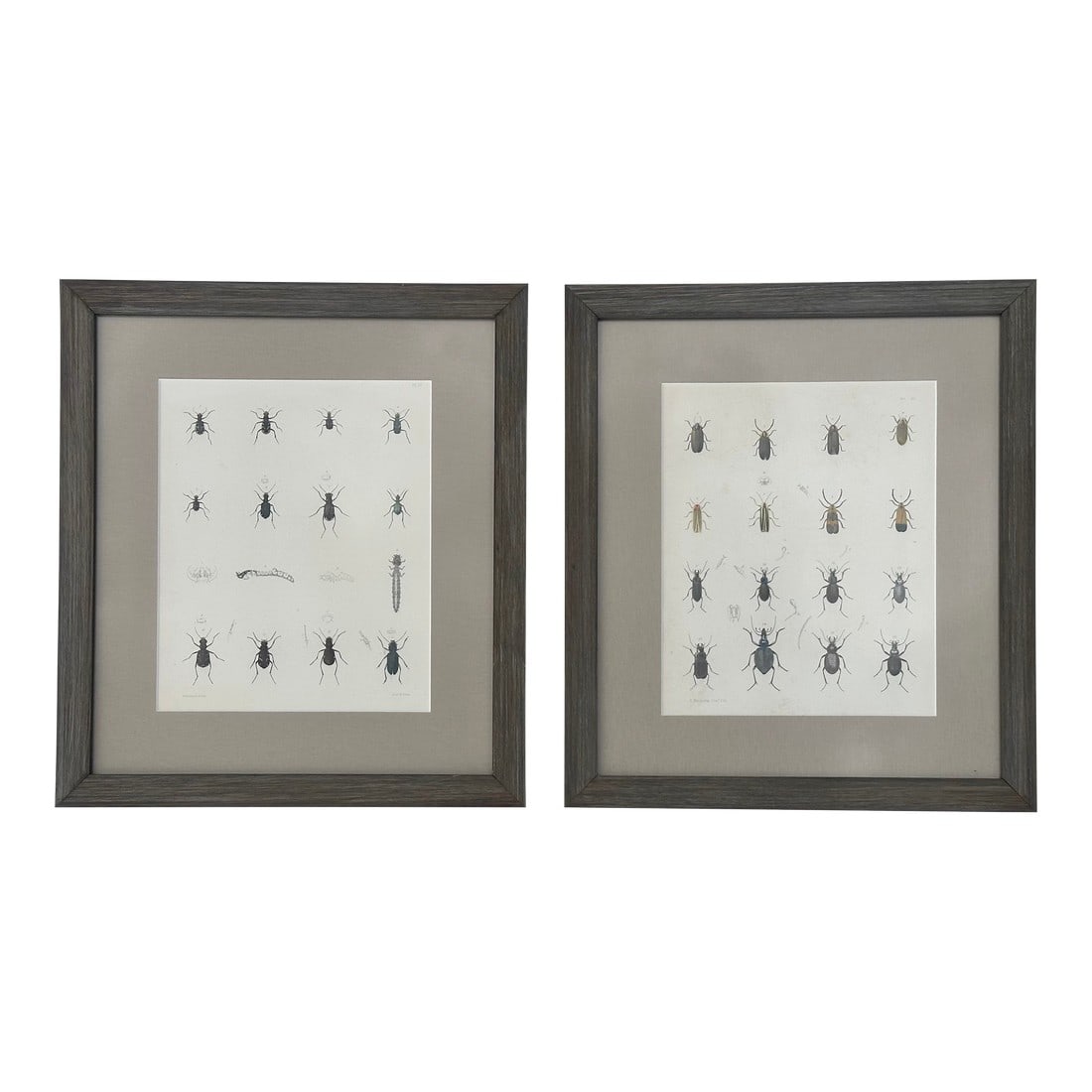 Set of 2 Insect Original Prints, 1852, Custom Framed: Pair of Original steel engravings from Insecta Rhynchota Hemiptera-Heteroptera by Frederick Ducane Godman, 1852. Custom framed. Dimensions: 13 x 15" each print &. 28 x 15" pair Please note: If you