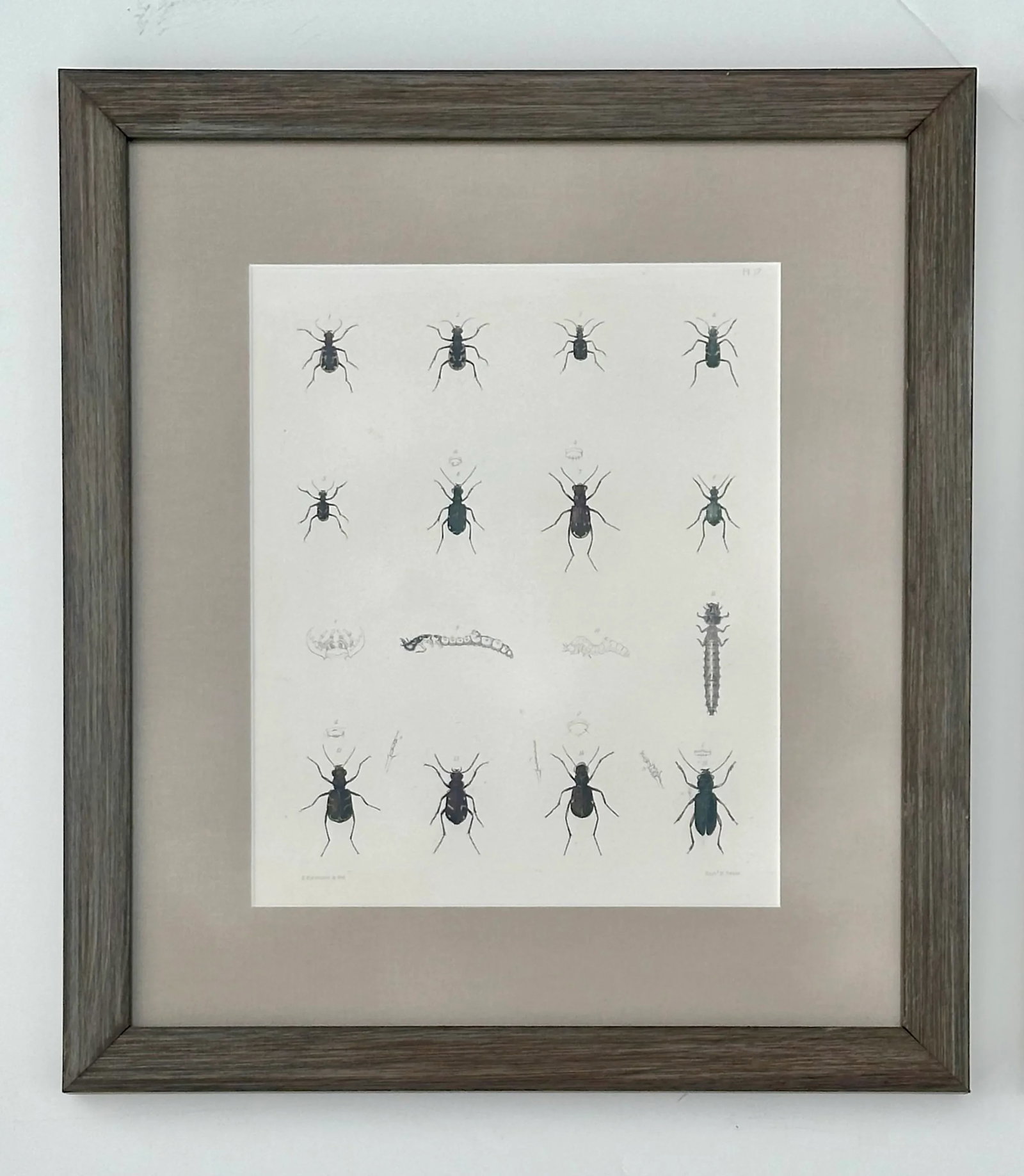 Set of 2 Insect Original Prints, 1852, Custom Framed - 2