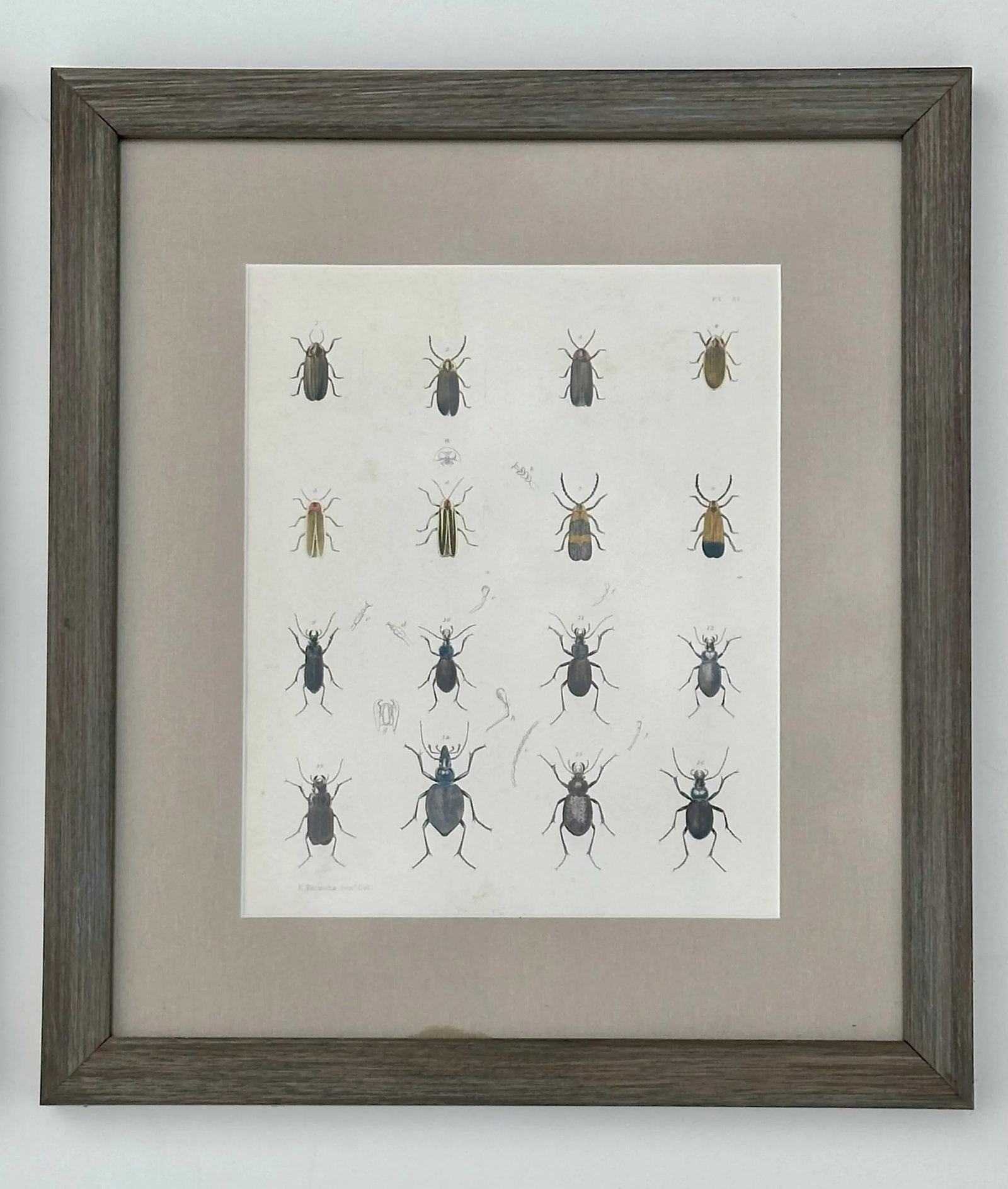 Set of 2 Insect Original Prints, 1852, Custom Framed - 3