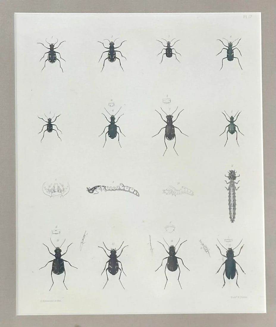 Set of 2 Insect Original Prints, 1852, Custom Framed - 4