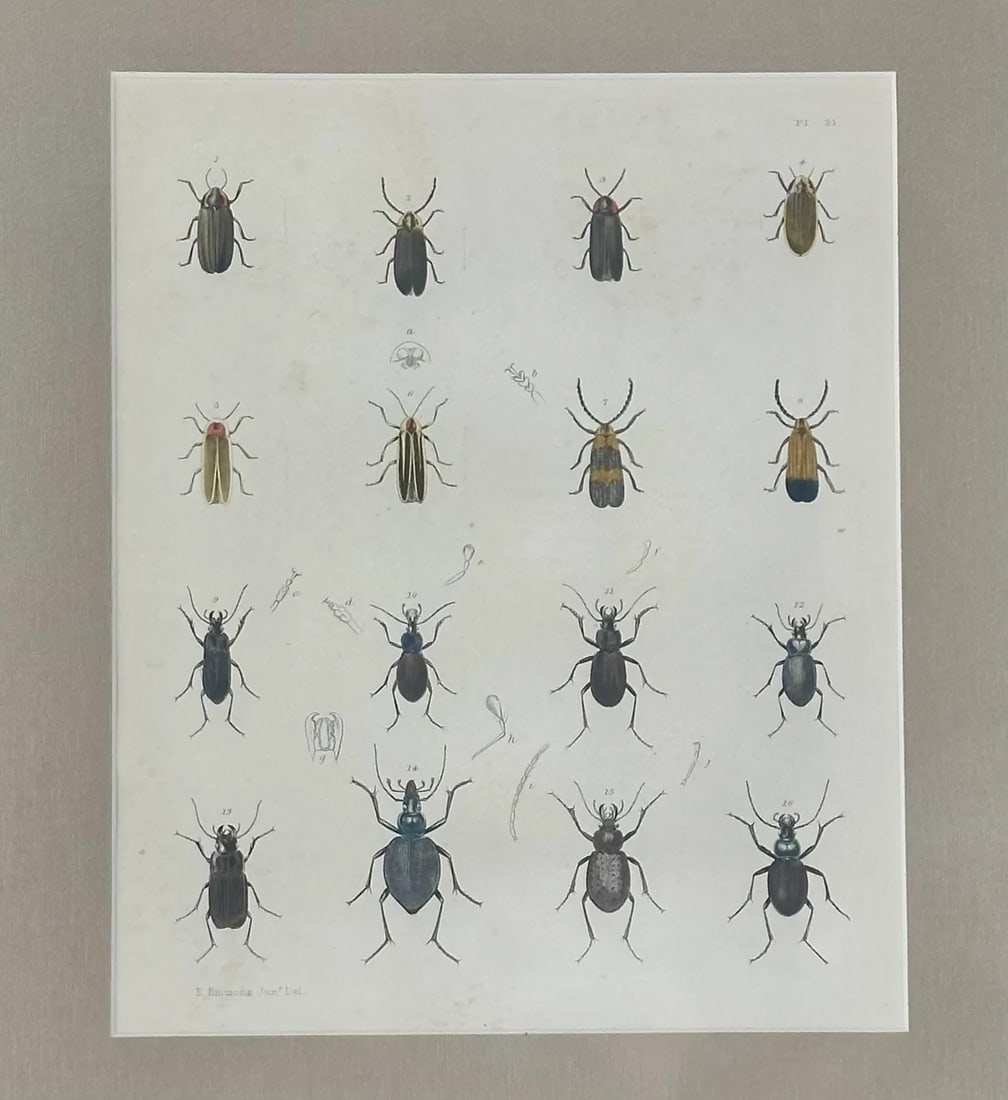Set of 2 Insect Original Prints, 1852, Custom Framed - 5