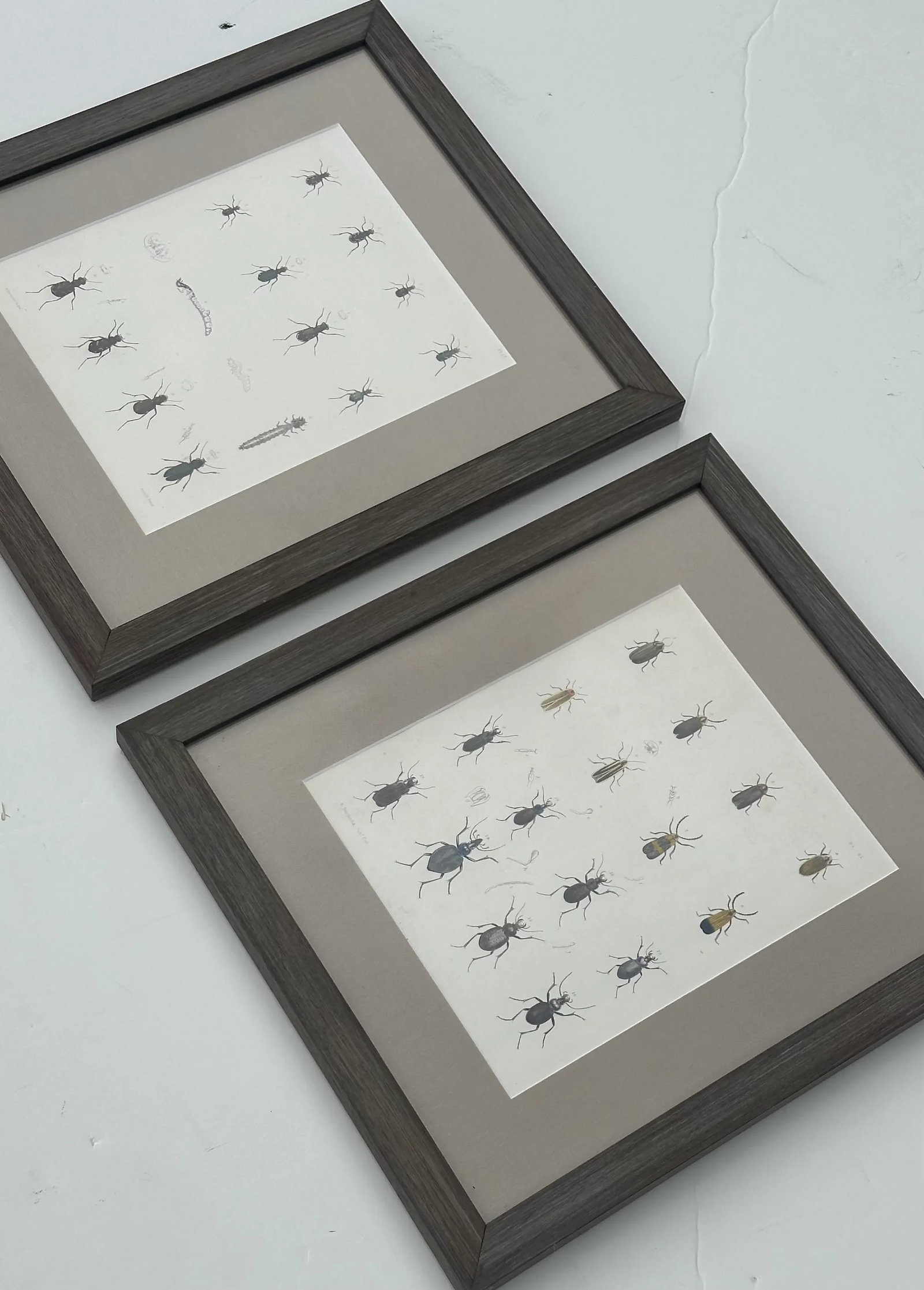 Set of 2 Insect Original Prints, 1852, Custom Framed - 6