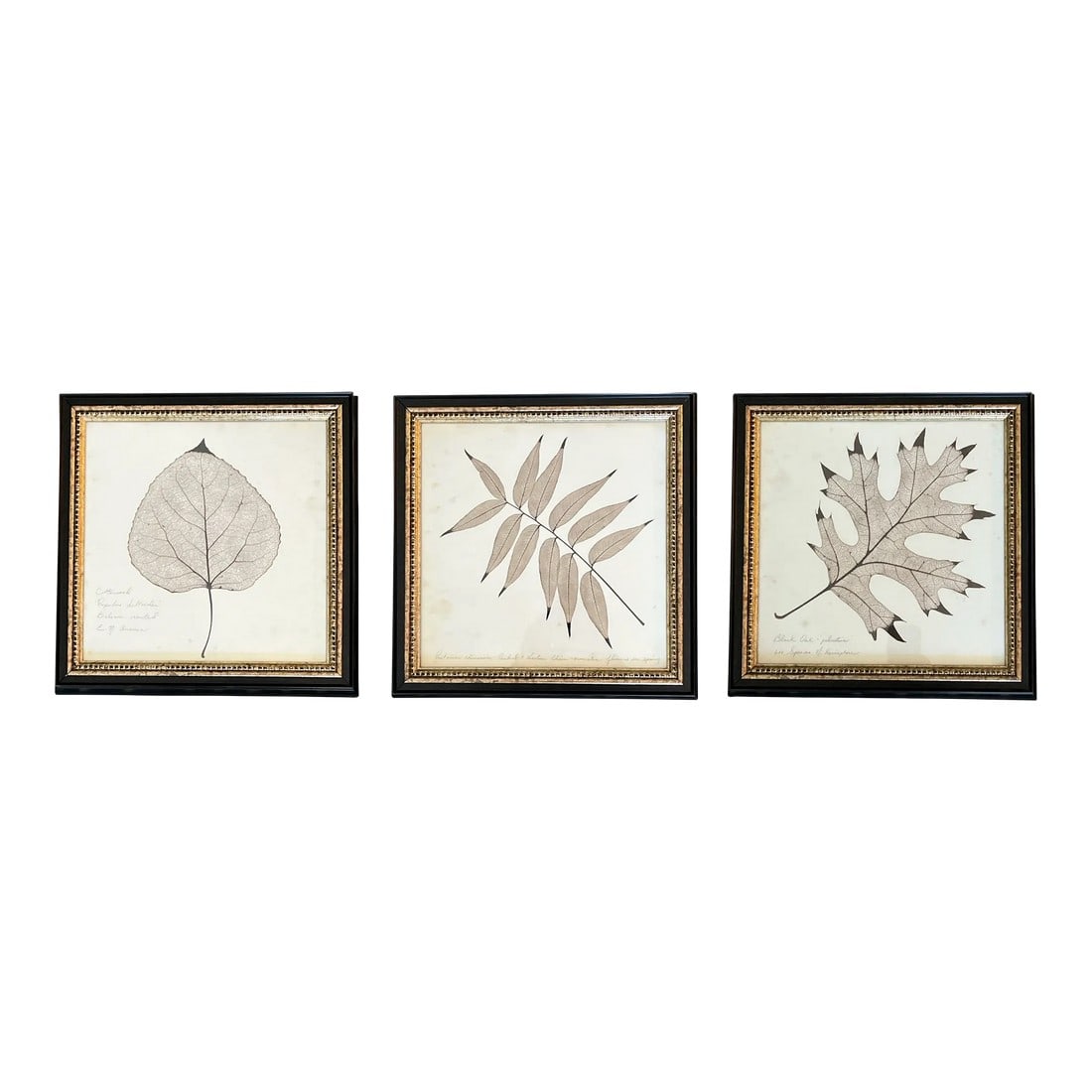 Framed Black Oak, Pistacia, and Eastern American Cottonwood Skeletonized Leaves - Set of Three: Refined set of three vintage botanical studies featuring delicate skeletonized leaves: Black Oak, Pistacia (Chinese Pistache), and Eastern American Cottonwood. Each reveals the intricate natural
