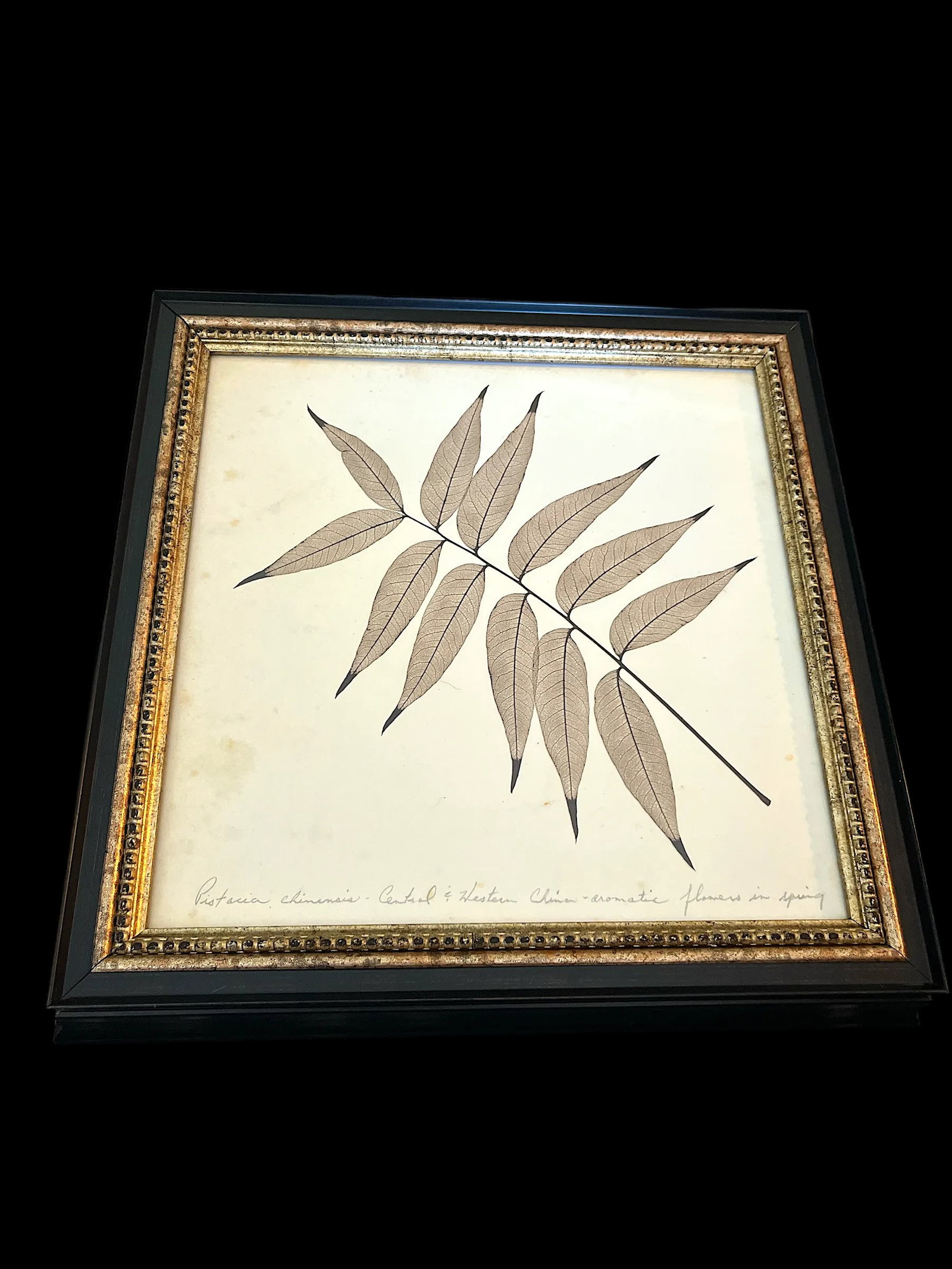 Framed Black Oak, Pistacia, and Eastern American Cottonwood Skeletonized Leaves - Set of Three - 3