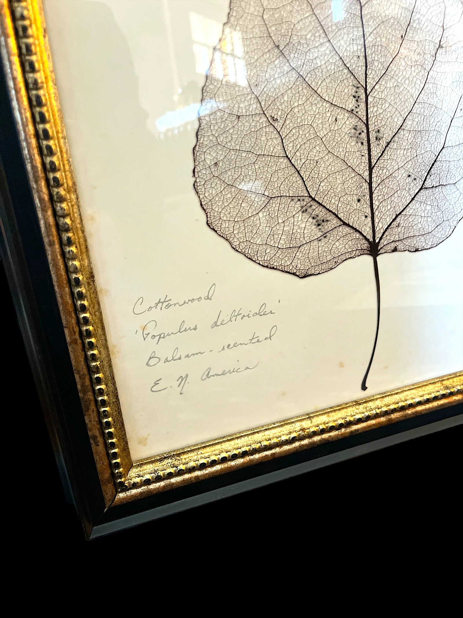 Framed Black Oak, Pistacia, and Eastern American Cottonwood Skeletonized Leaves - Set of Three - 4