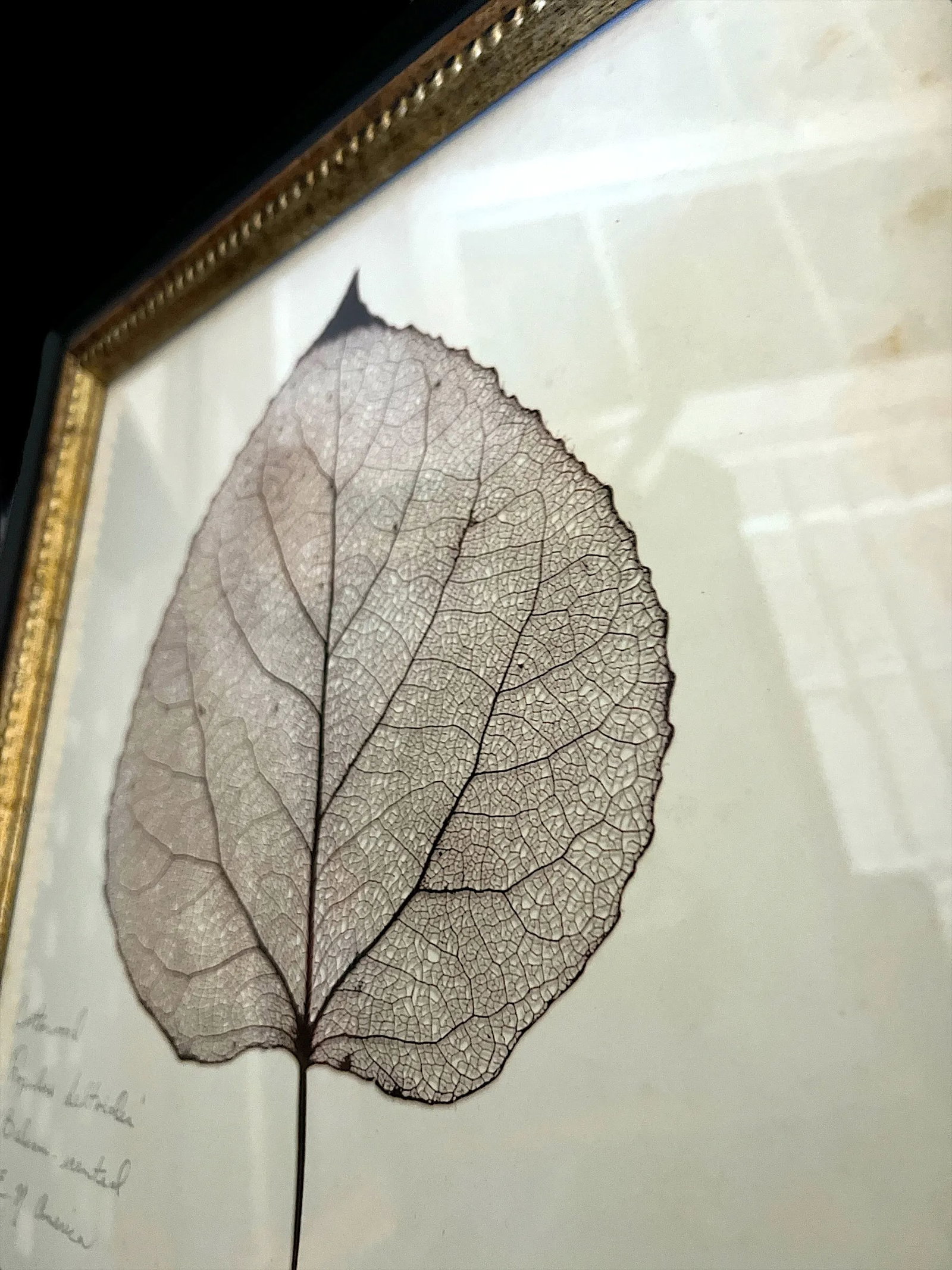 Framed Black Oak, Pistacia, and Eastern American Cottonwood Skeletonized Leaves - Set of Three - 6