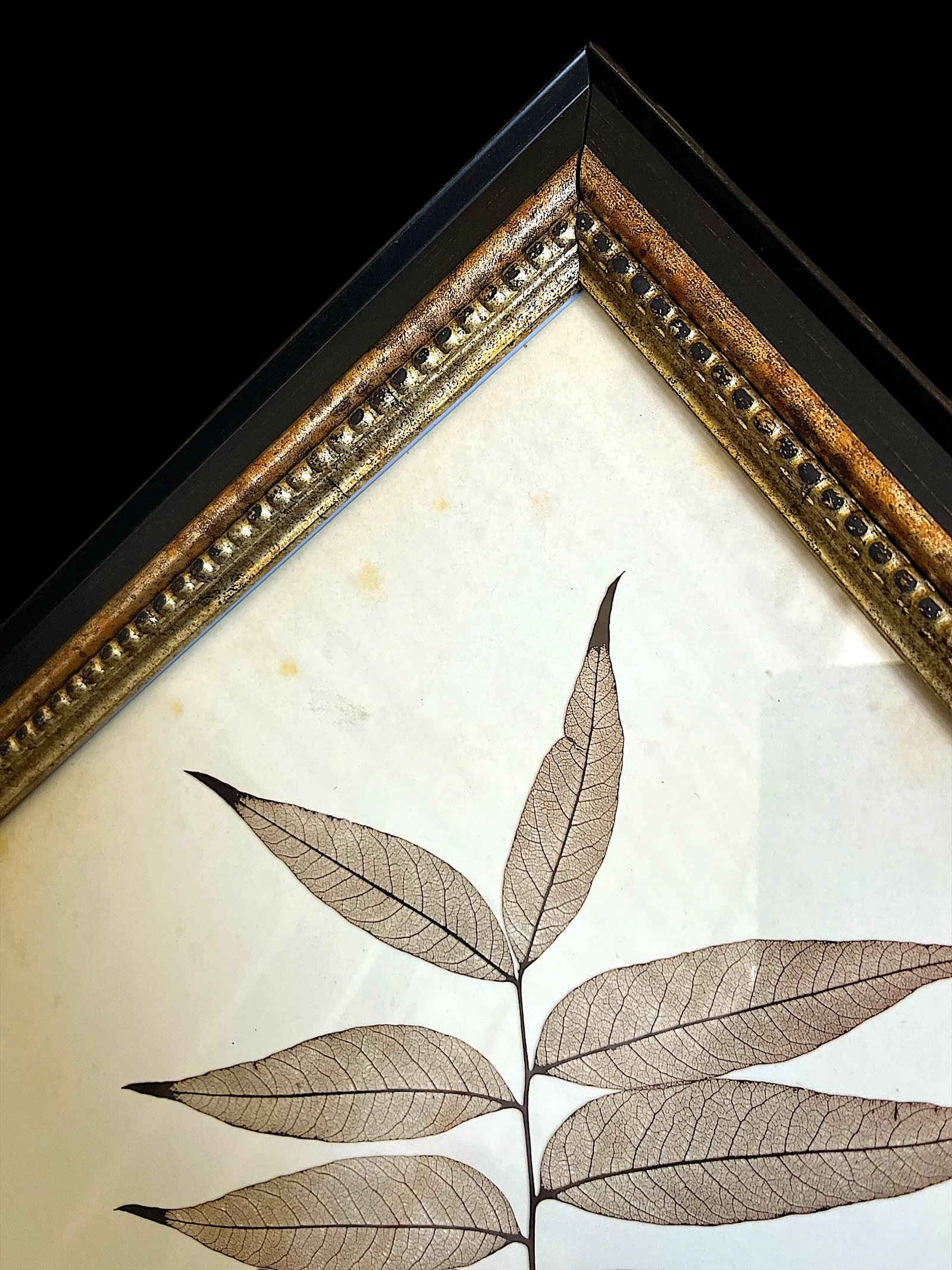 Framed Black Oak, Pistacia, and Eastern American Cottonwood Skeletonized Leaves - Set of Three - 7