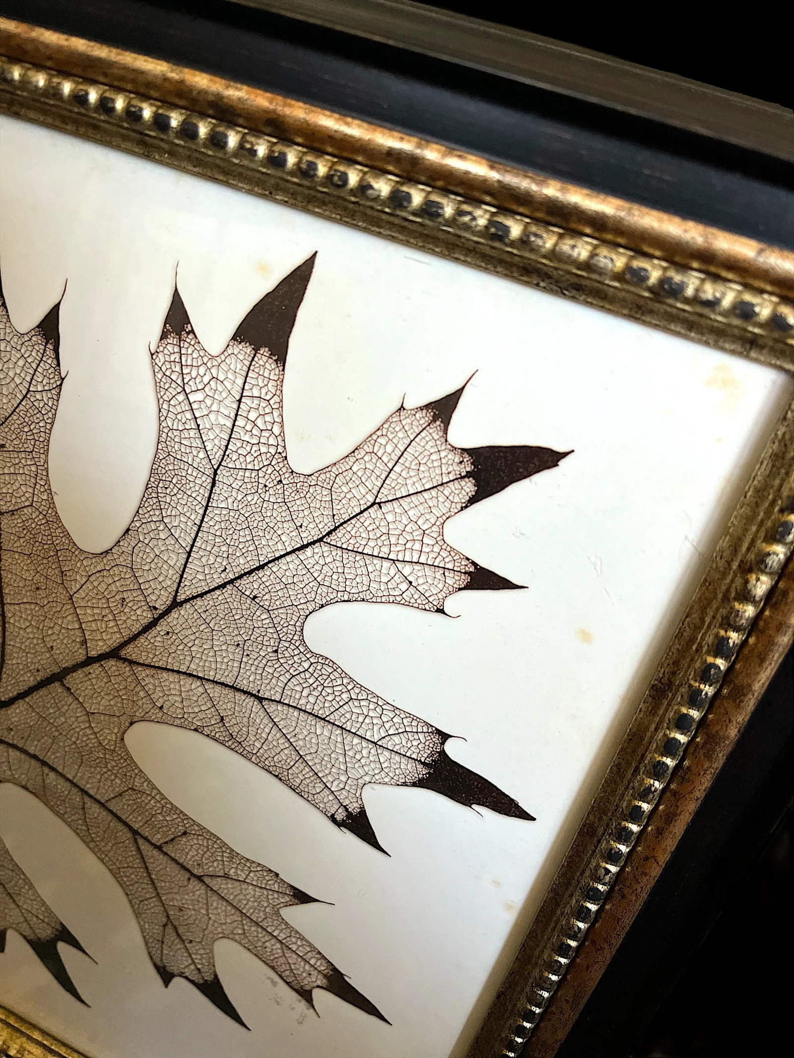 Framed Black Oak, Pistacia, and Eastern American Cottonwood Skeletonized Leaves - Set of Three - 8