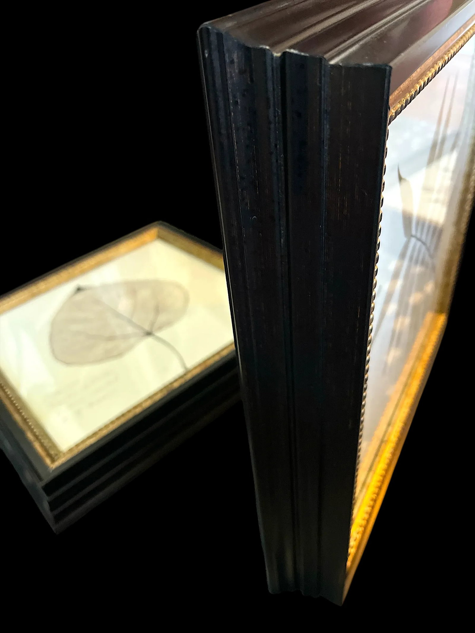Framed Black Oak, Pistacia, and Eastern American Cottonwood Skeletonized Leaves - Set of Three - 9