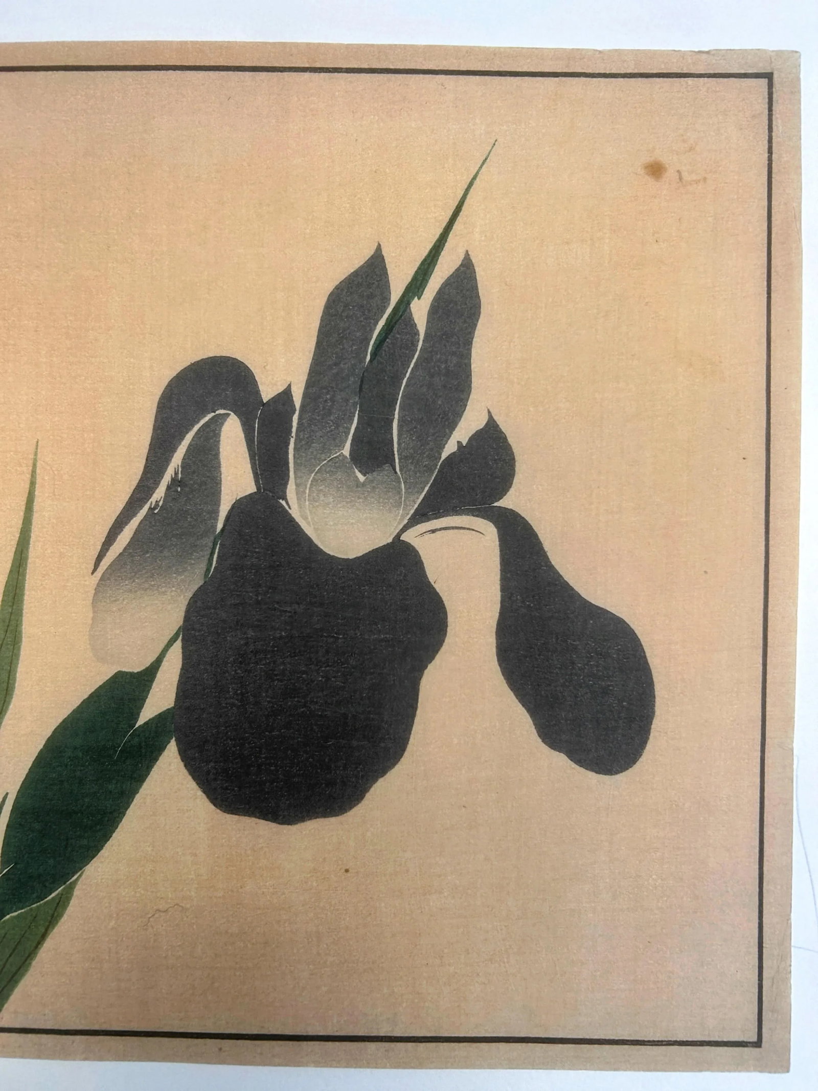 18th Century Antique Japanese Sakai Hoitsu "Iris" Woodblock Print - 6