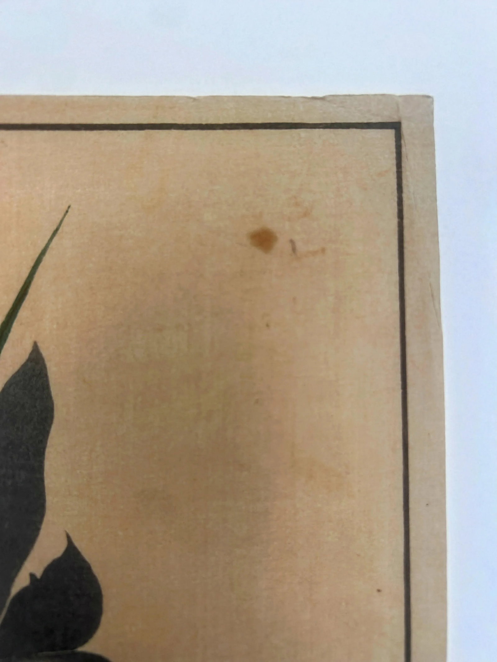 18th Century Antique Japanese Sakai Hoitsu "Iris" Woodblock Print - 7