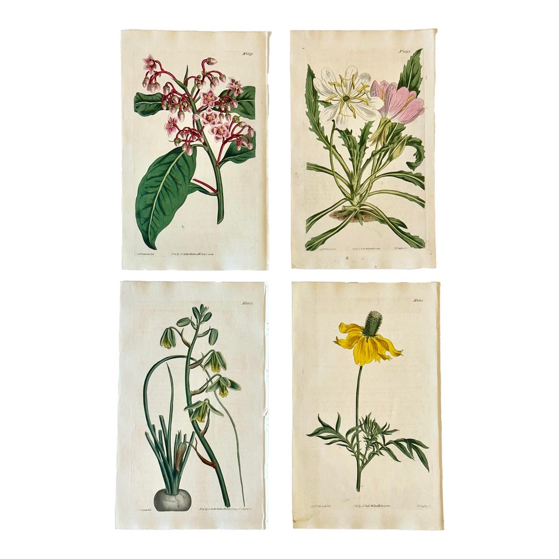 Original Botanical Engravings by William Curtis, 1816- Set of 4: Set of 4 original copper engraving botanicals by William Curtis. Unframed. Dimensions: 6" x 9.5" each print/ 20" x 26" set of 4. Very good condition. Features (from left to right): Shoebutton
