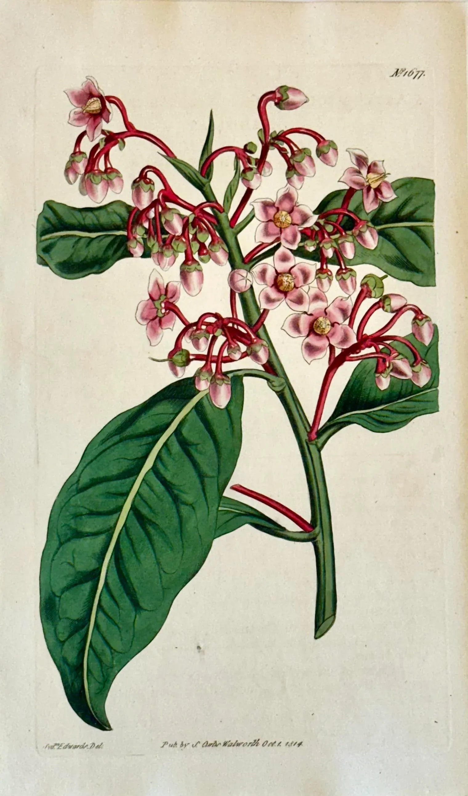 Original Botanical Engravings by William Curtis, 1816- Set of 4 - 2