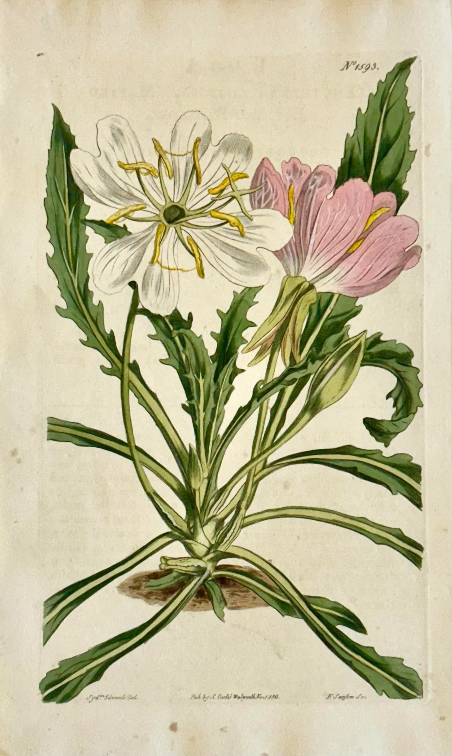 Original Botanical Engravings by William Curtis, 1816- Set of 4 - 3