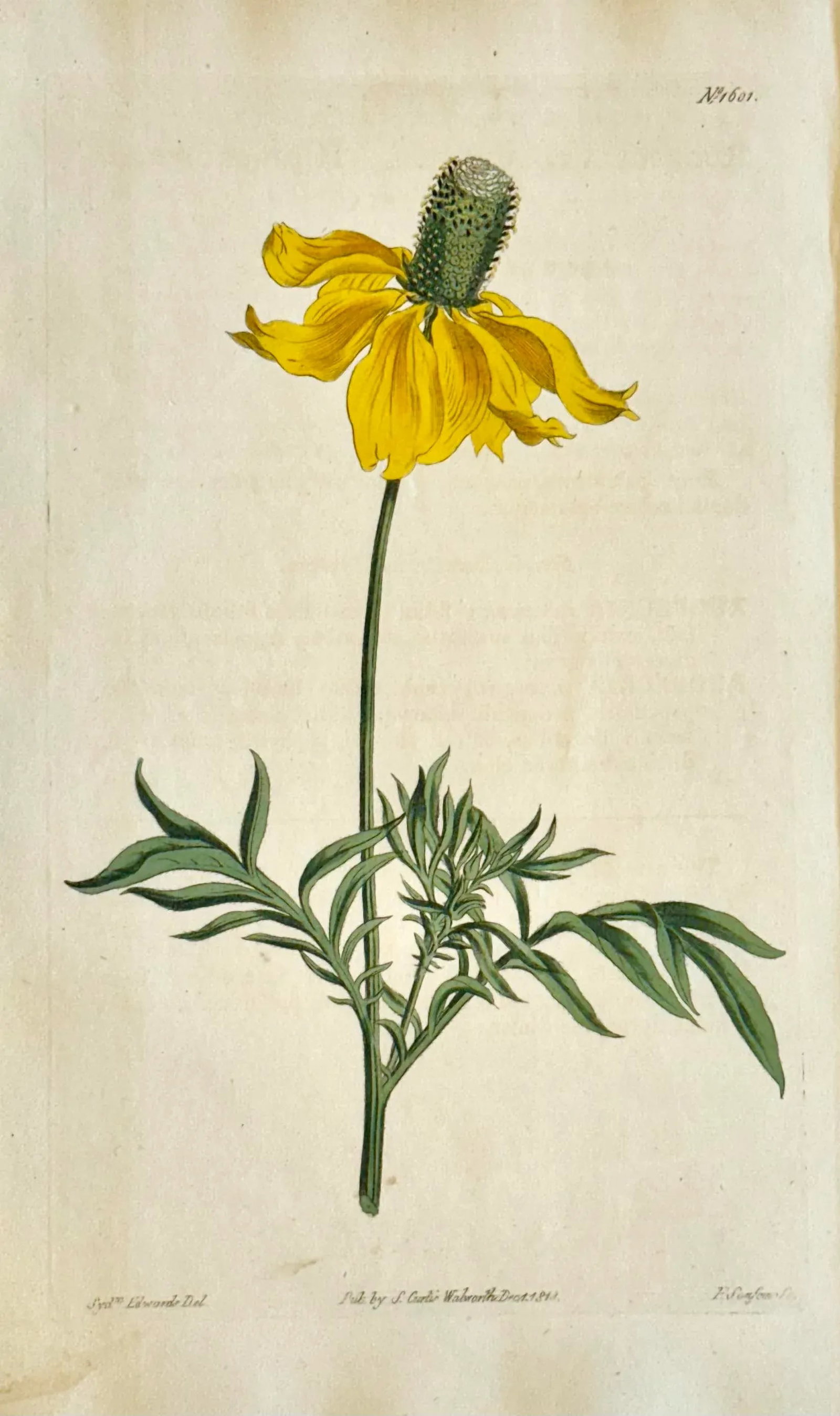Original Botanical Engravings by William Curtis, 1816- Set of 4 - 4