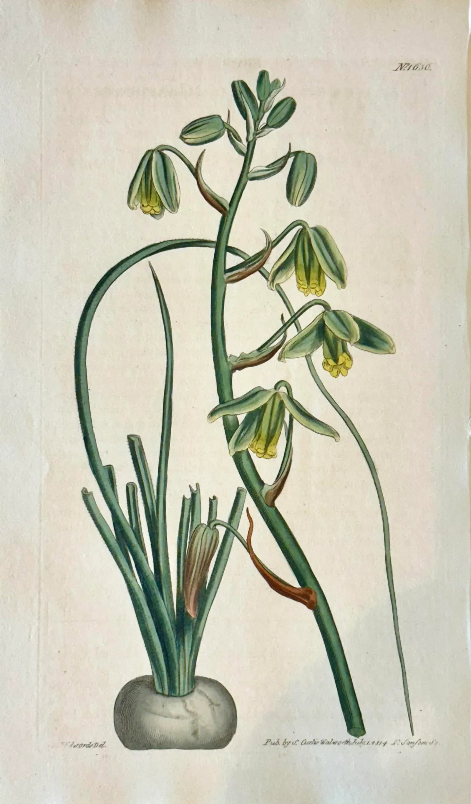 Original Botanical Engravings by William Curtis, 1816- Set of 4 - 5