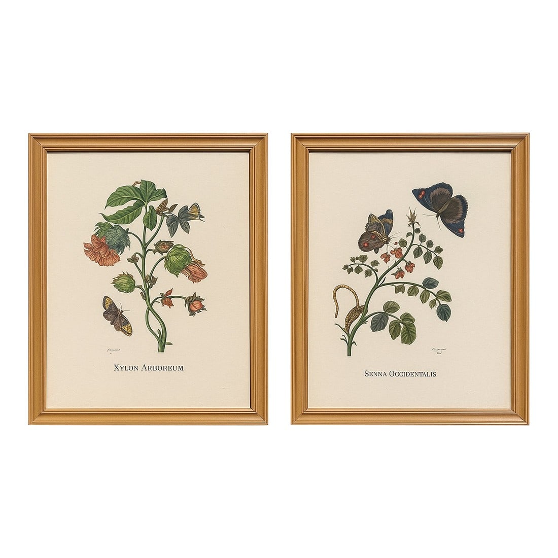 Pair of Italian Hand-Colored Botanical Engravings With Butterflies, Florence Italy: Beautifully preserved pair of Italian botanical engravings titled "Xylon Arboreum" and "Senna Occidental's", with hand-applied watercolor over finely printed linework. Each piece is printed on