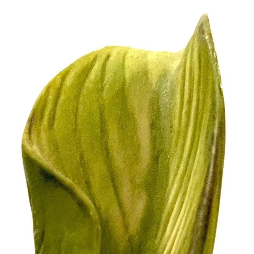 Calla Lily Sculpture - Hand-Painted Porcelain - Cybis Limited Edition 1970s - 6