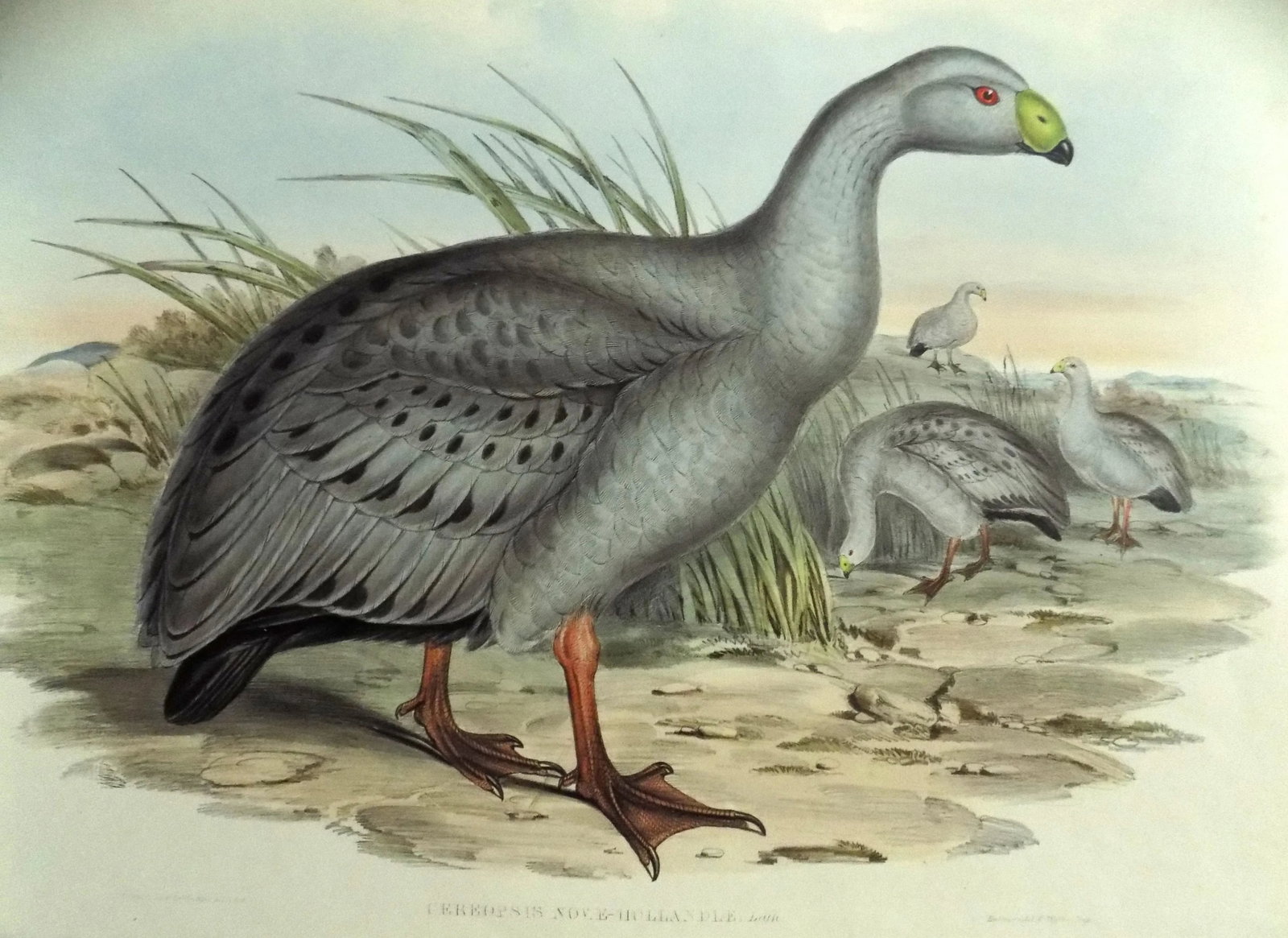 Cape Barren Goose Original Print by John Gould Print, 1840 - 10