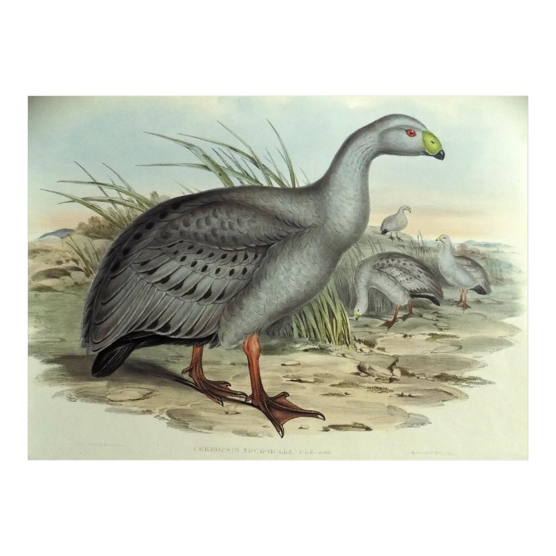 Cape Barren Goose Original Print by John Gould Print, 1840 (1 of 11)