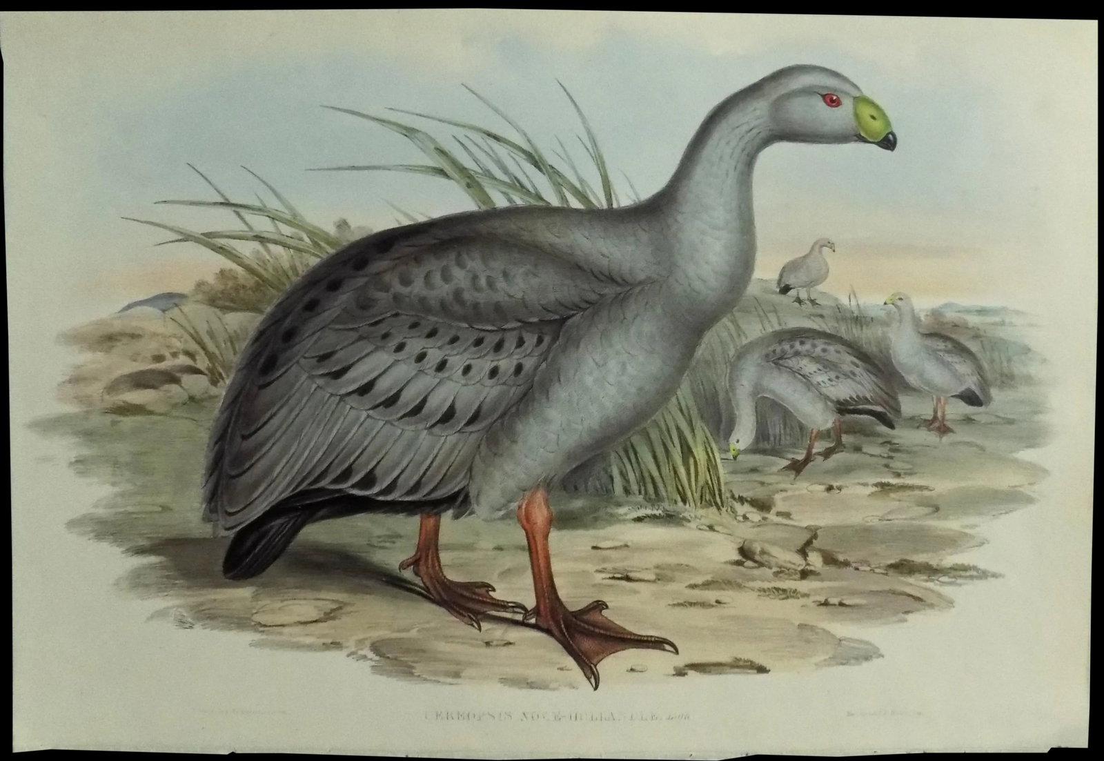 Cape Barren Goose Original Print by John Gould Print, 1840 - 2