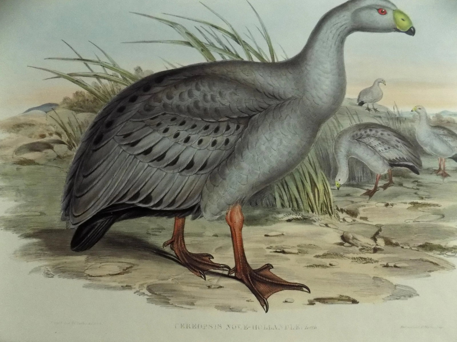 Cape Barren Goose Original Print by John Gould Print, 1840 - 4