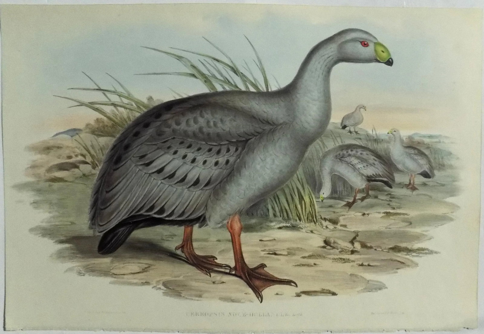 Cape Barren Goose Original Print by John Gould Print, 1840 - 6