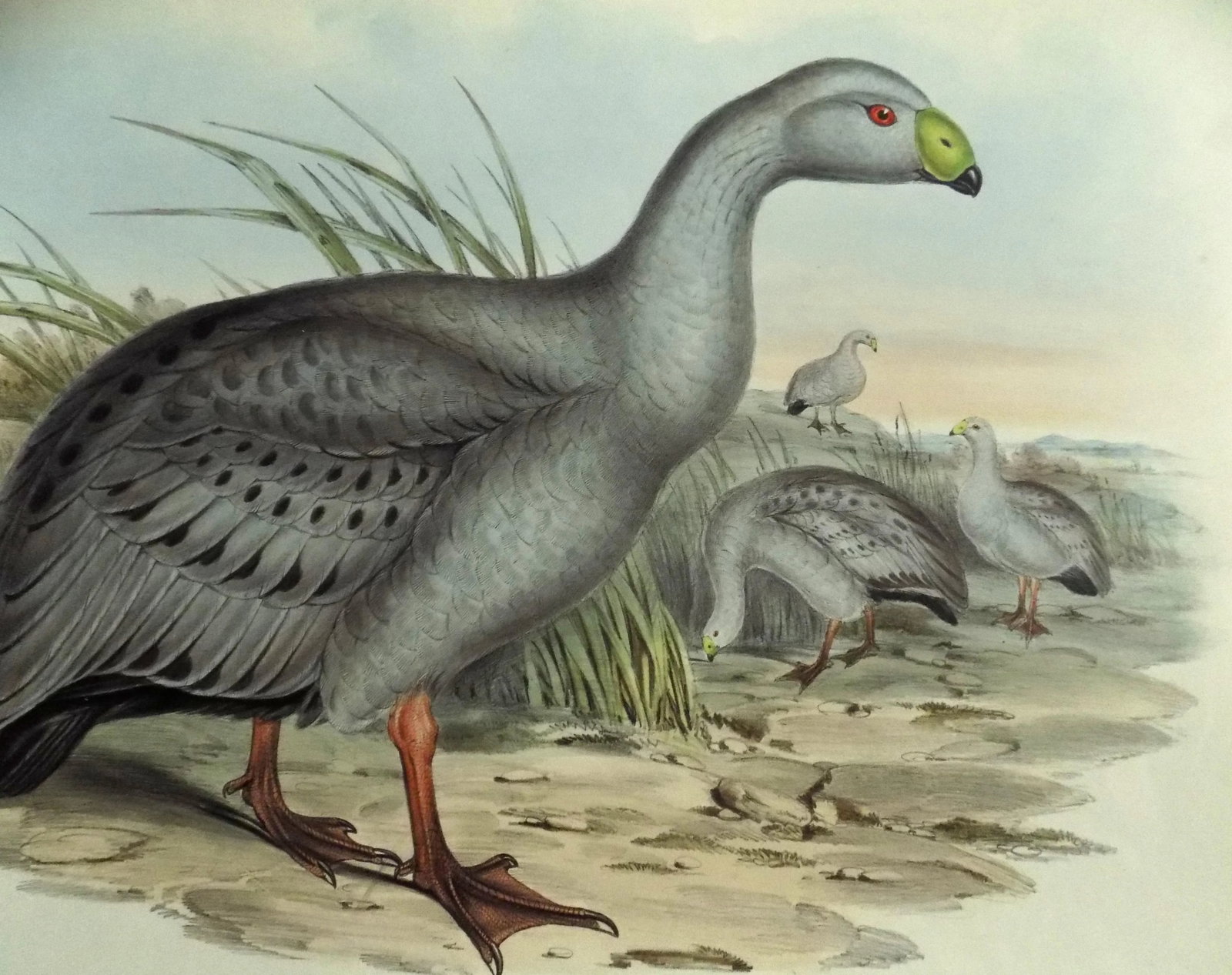 Cape Barren Goose Original Print by John Gould Print, 1840 - 8