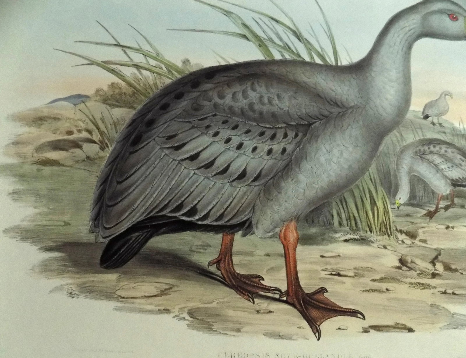 Cape Barren Goose Original Print by John Gould Print, 1840 - 9