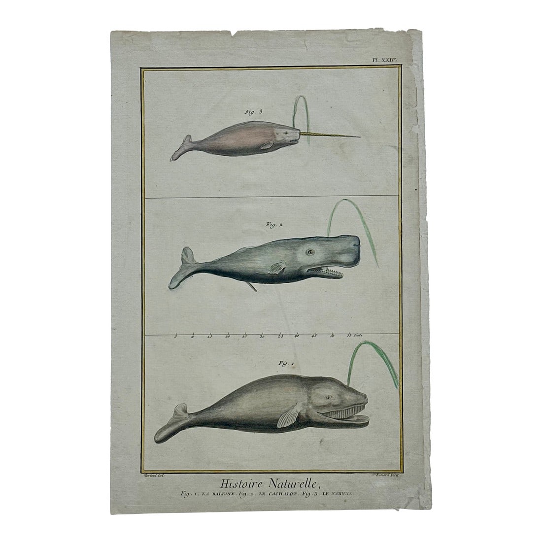 Whales & Narwhal Original Print by Buffon, 1774: Original engraving featuring the North Atlantic right whale, sperm whale and the narwhal. By Benard, after a drawing by Martinet from the Histoire Naturelle by Georges-Louis Leclerc, Comte de Buffon,