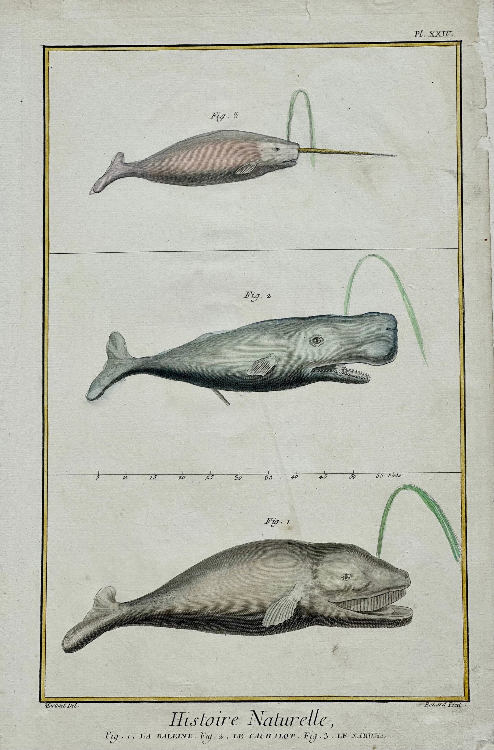 Whales & Narwhal Original Print by Buffon, 1774 - 2