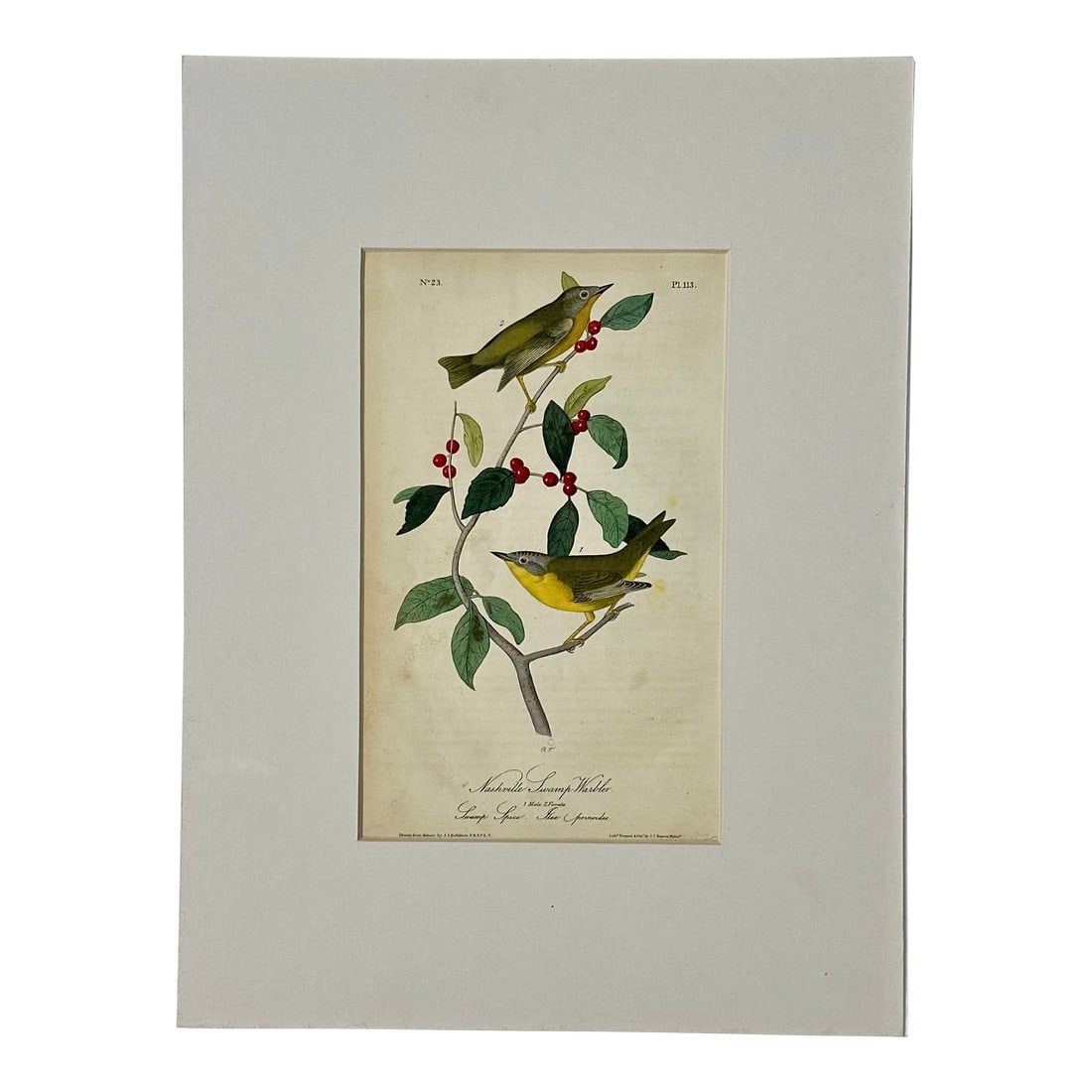 Nashville Swamp Warbler Bird by John James Audubon, 1842 (1 of 3)
