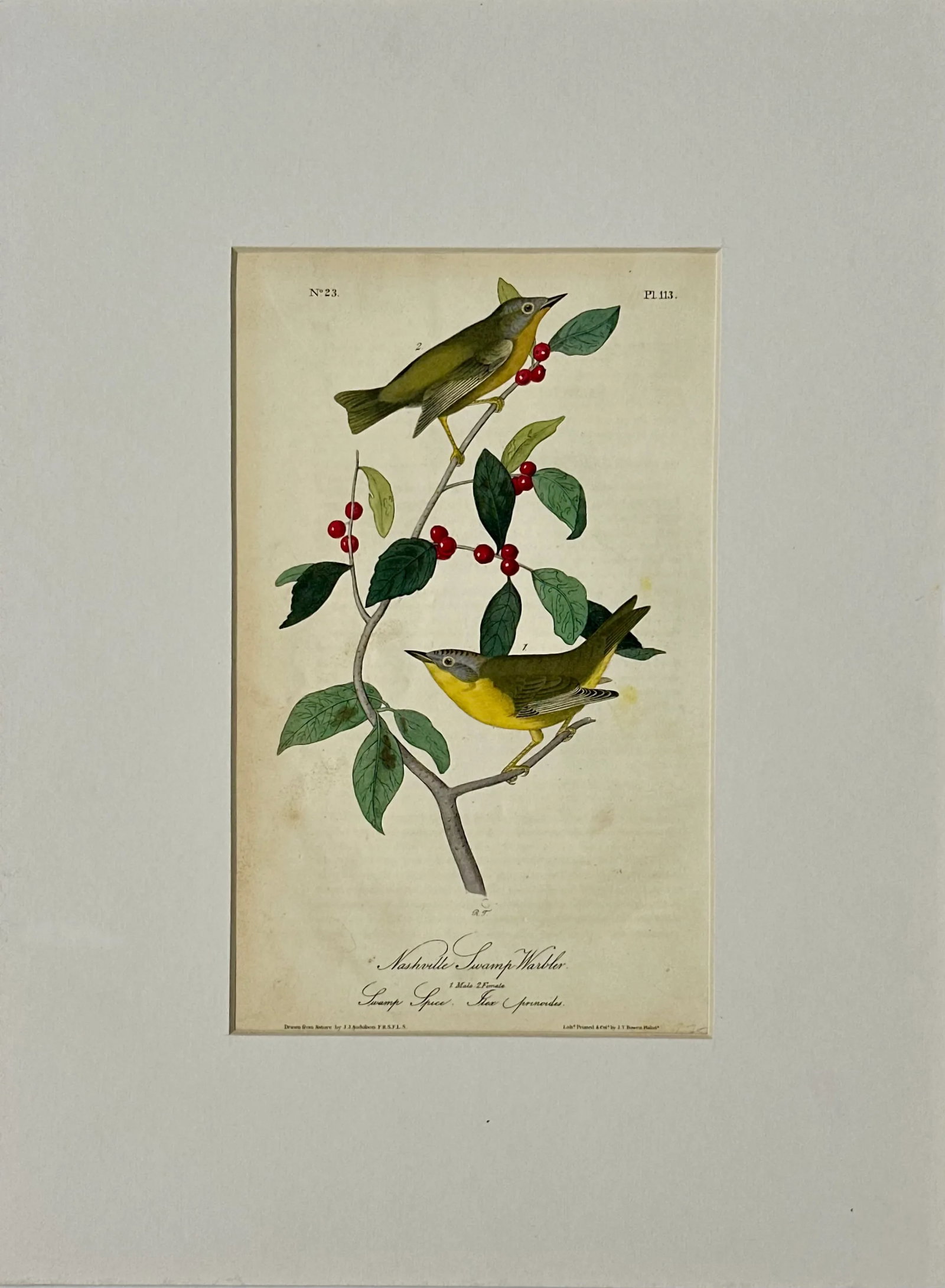 Nashville Swamp Warbler Bird by John James Audubon, 1842 - 3