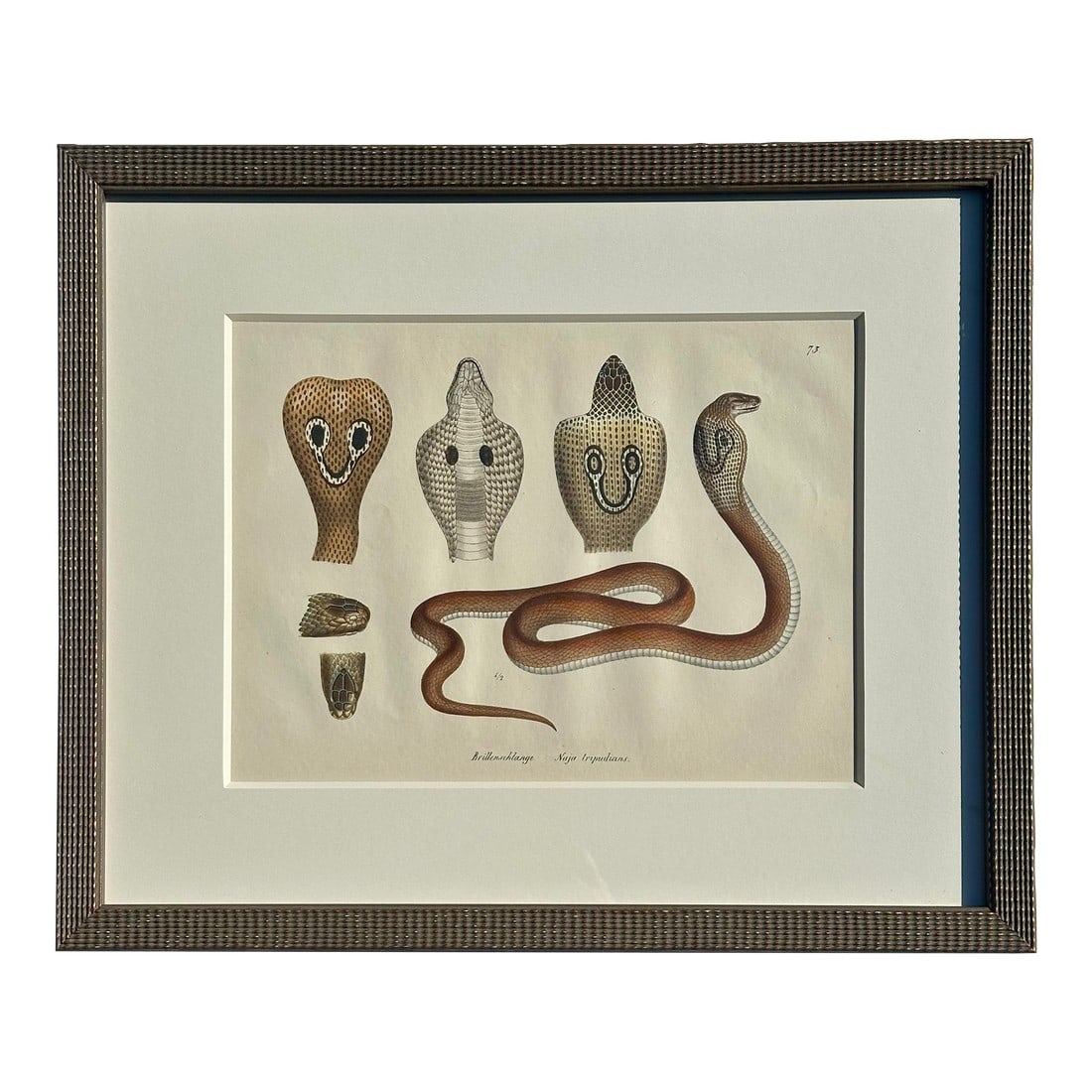 Early 19th Century Cobra Snake Print by Schinz, Custom Framed: Original lithograph from Heinrich Rudolf Schinz's Naturhistorische Abbildungen. The work was published in Leipzig by Weidmann between in 1833 and 1835. Schinz's work detailed many animals and natural