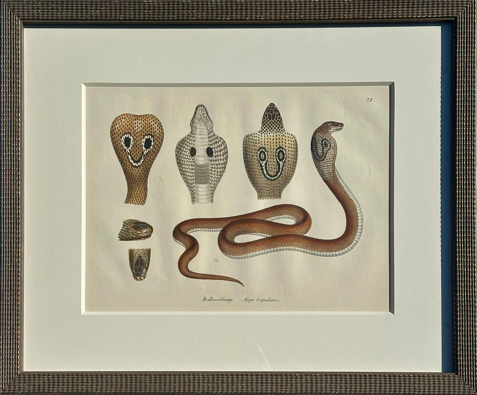 Early 19th Century Cobra Snake Print by Schinz, Custom Framed - 2