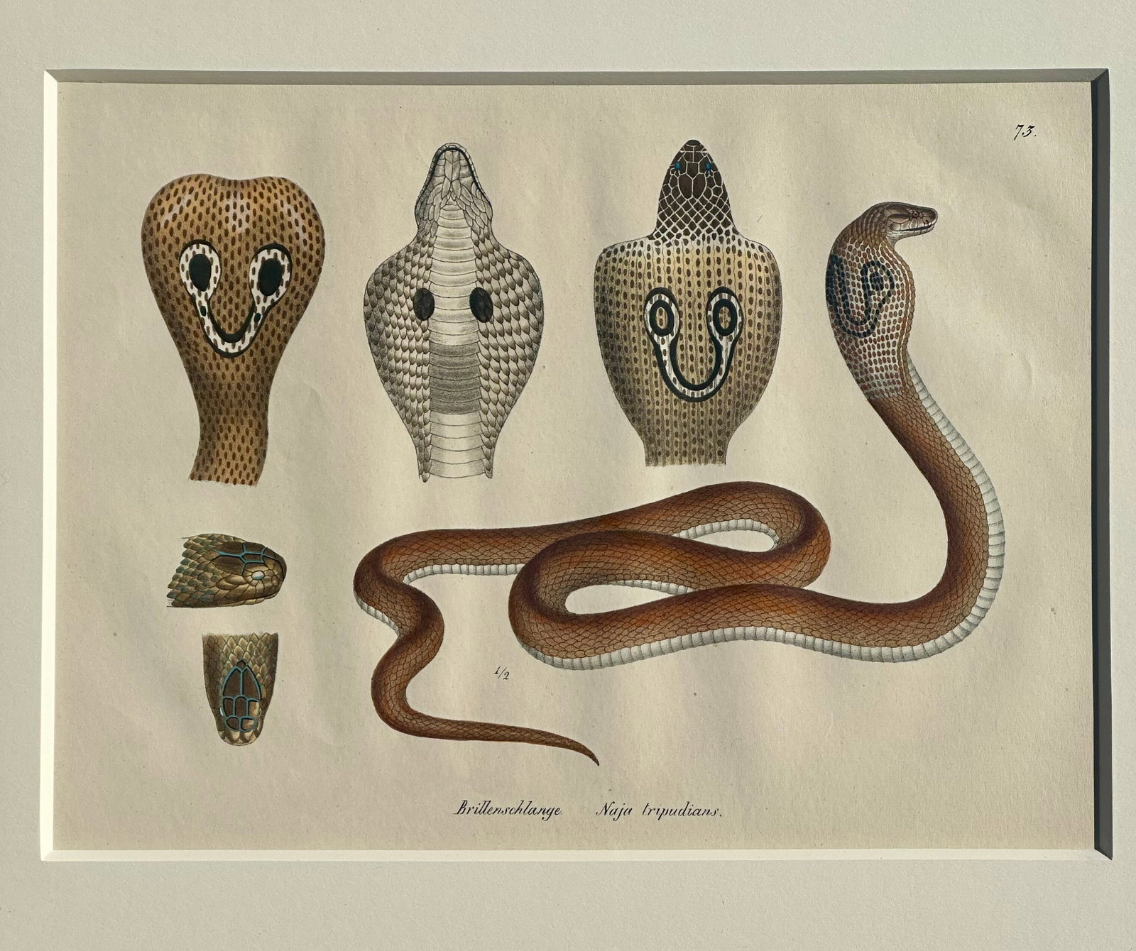 Early 19th Century Cobra Snake Print by Schinz, Custom Framed - 4
